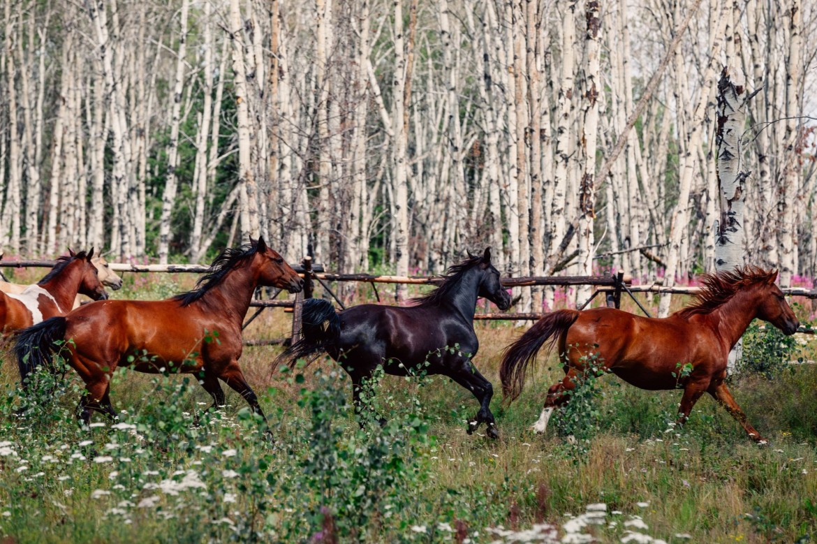 Our 5-star ranch offers of the world's most luxurious horseback riding holidays in British Columbia, Canada