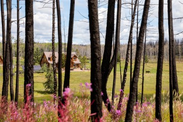 Siwash Lake after wildfire -  a verdant oasis amid a striking ebony forest.