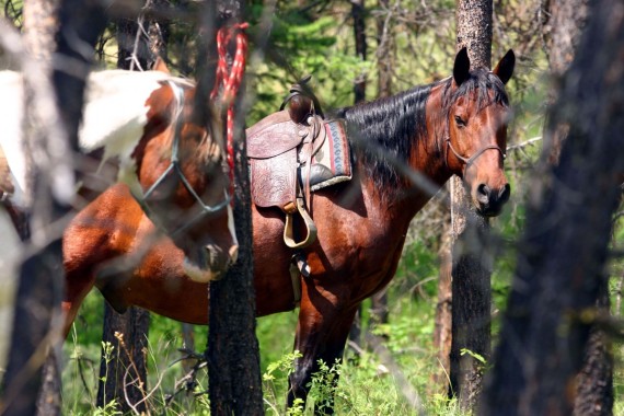 Your trusty mount awaits while you play at the River.