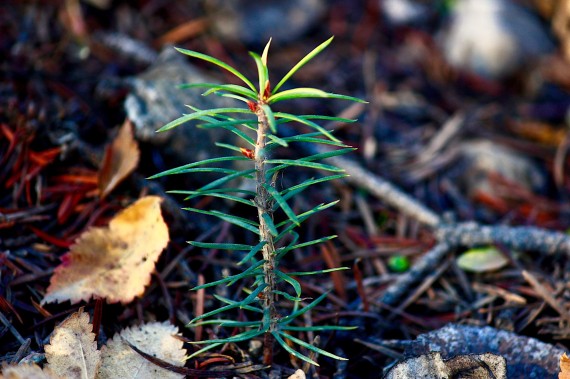 A naturally regenerating Douglas fir seedling