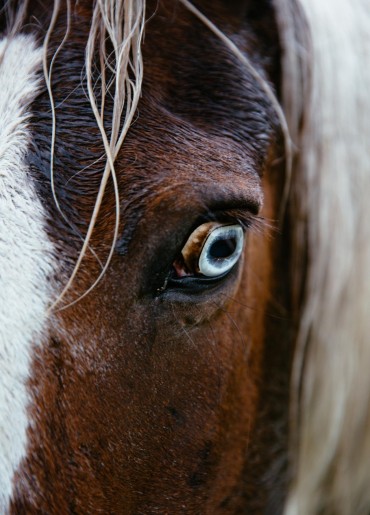 Beautiful horses live on the Ranch at Siwash Lake Wilderness Resort