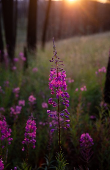 Beautiful pink Fireweed wildflowers at Siwash Lake