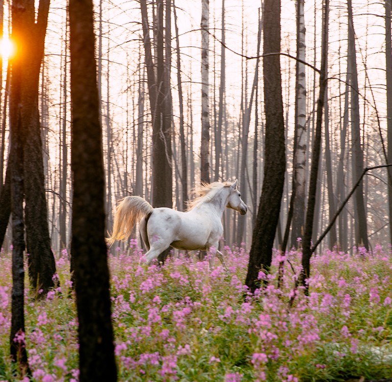 A rare and enchanting ecosystem at Siwash Lake