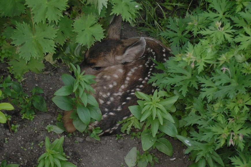 Siwash Lake Ranch - Hidden fawn