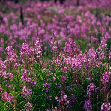 See beautiful swathes of brilliant pink fireweed during a hike at Siwash Lake