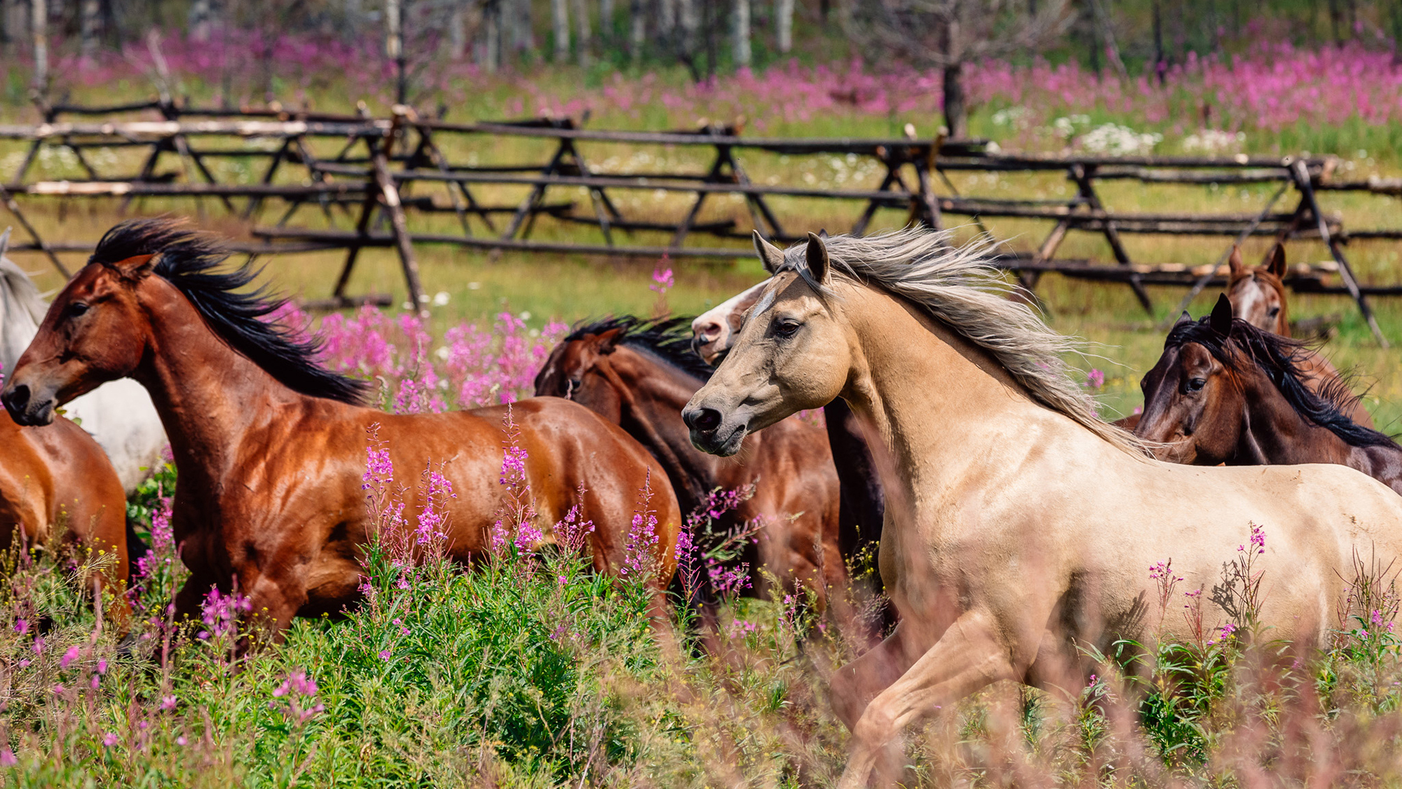 Following wildfire, Siwash Lake horses gallop through a dynamic, regenerating landscape.