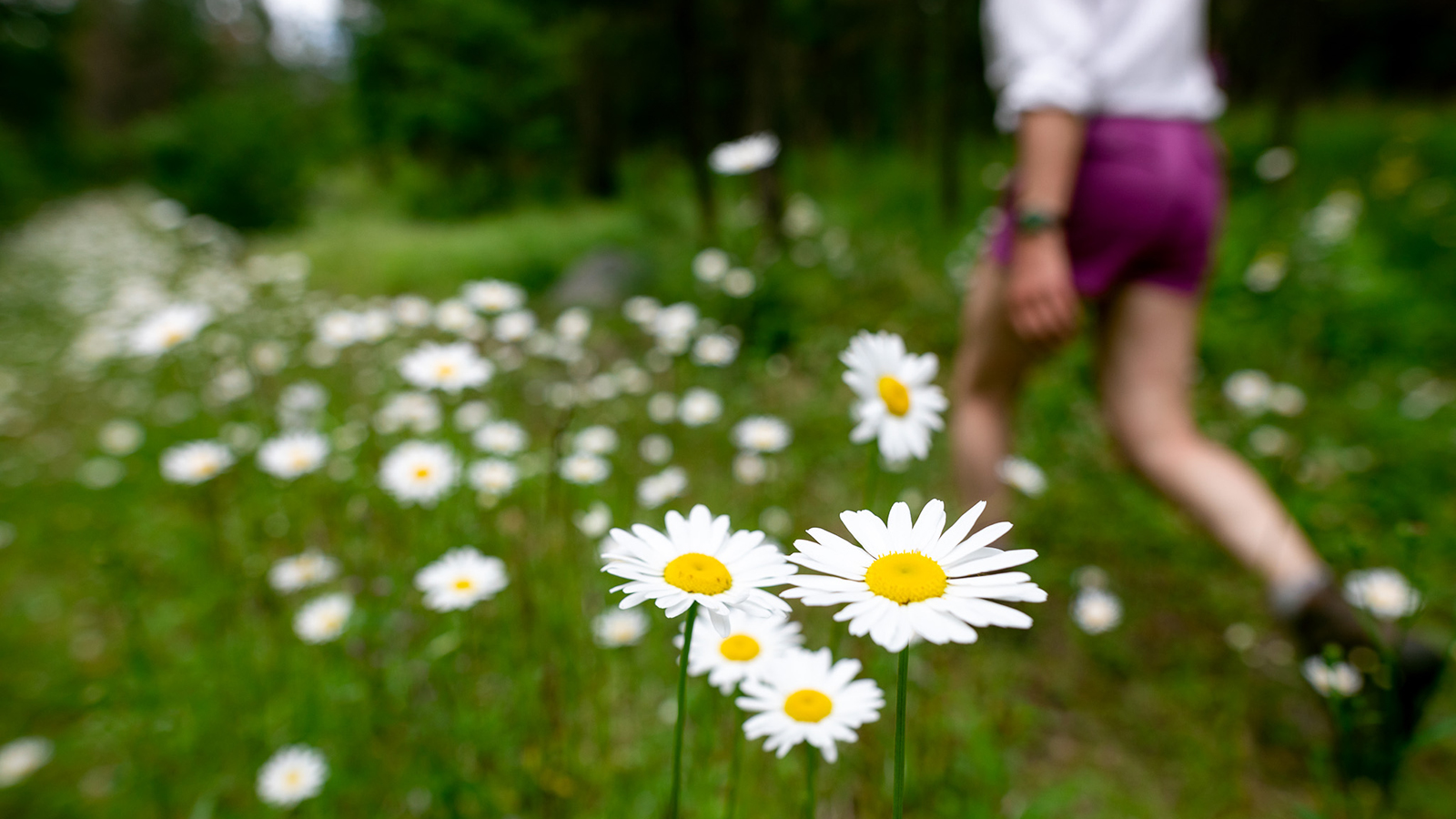 Hiking amid the wildflowers at Siwash Lake