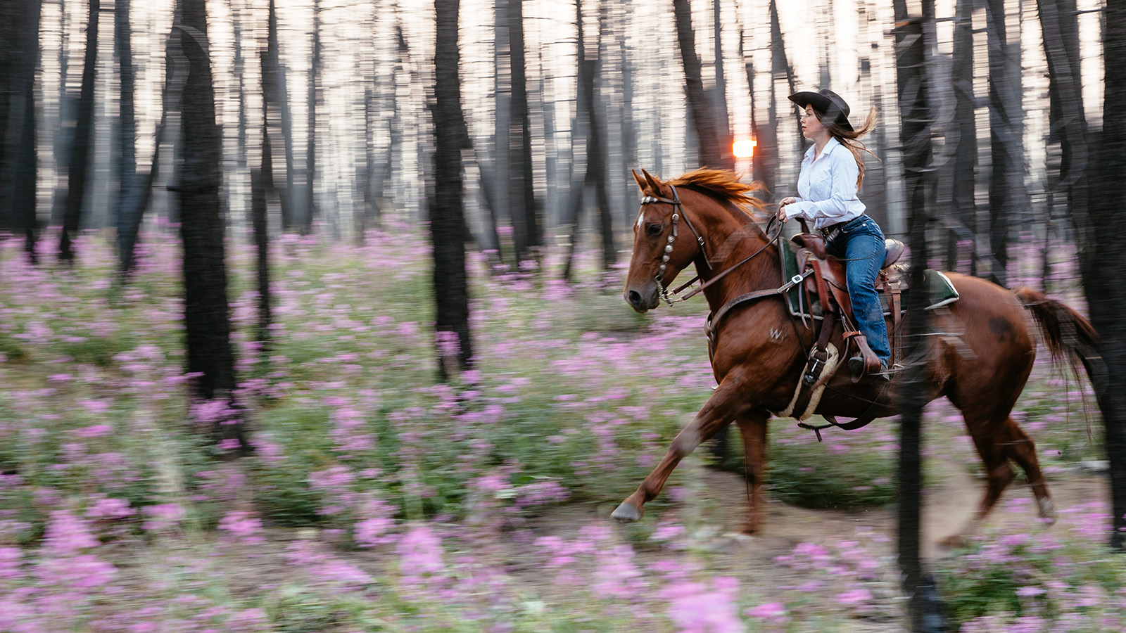 Riding in the Black Snag Forest